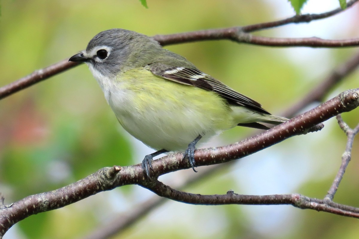 Blue-headed Vireo - ML456435061