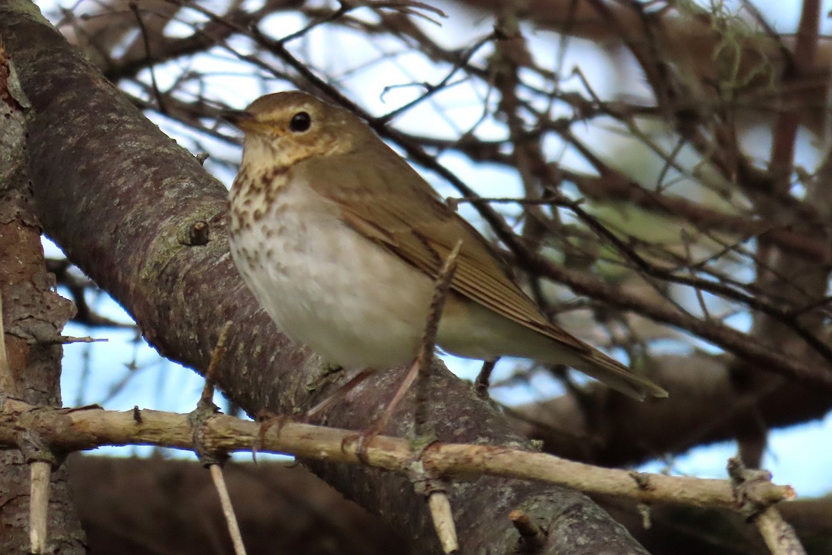 Swainson's Thrush - ML456435121