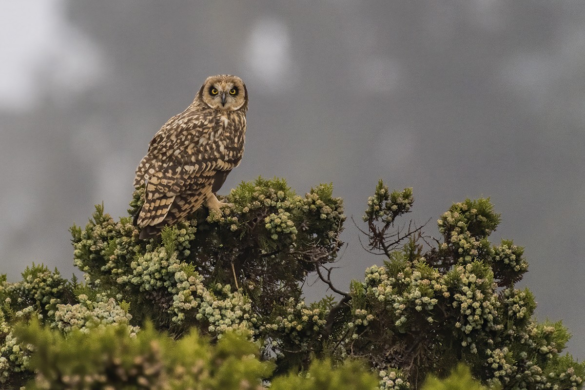 Short-eared Owl - Eduardo Navarro