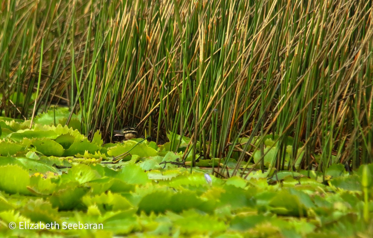 Masked Duck - ML456435861