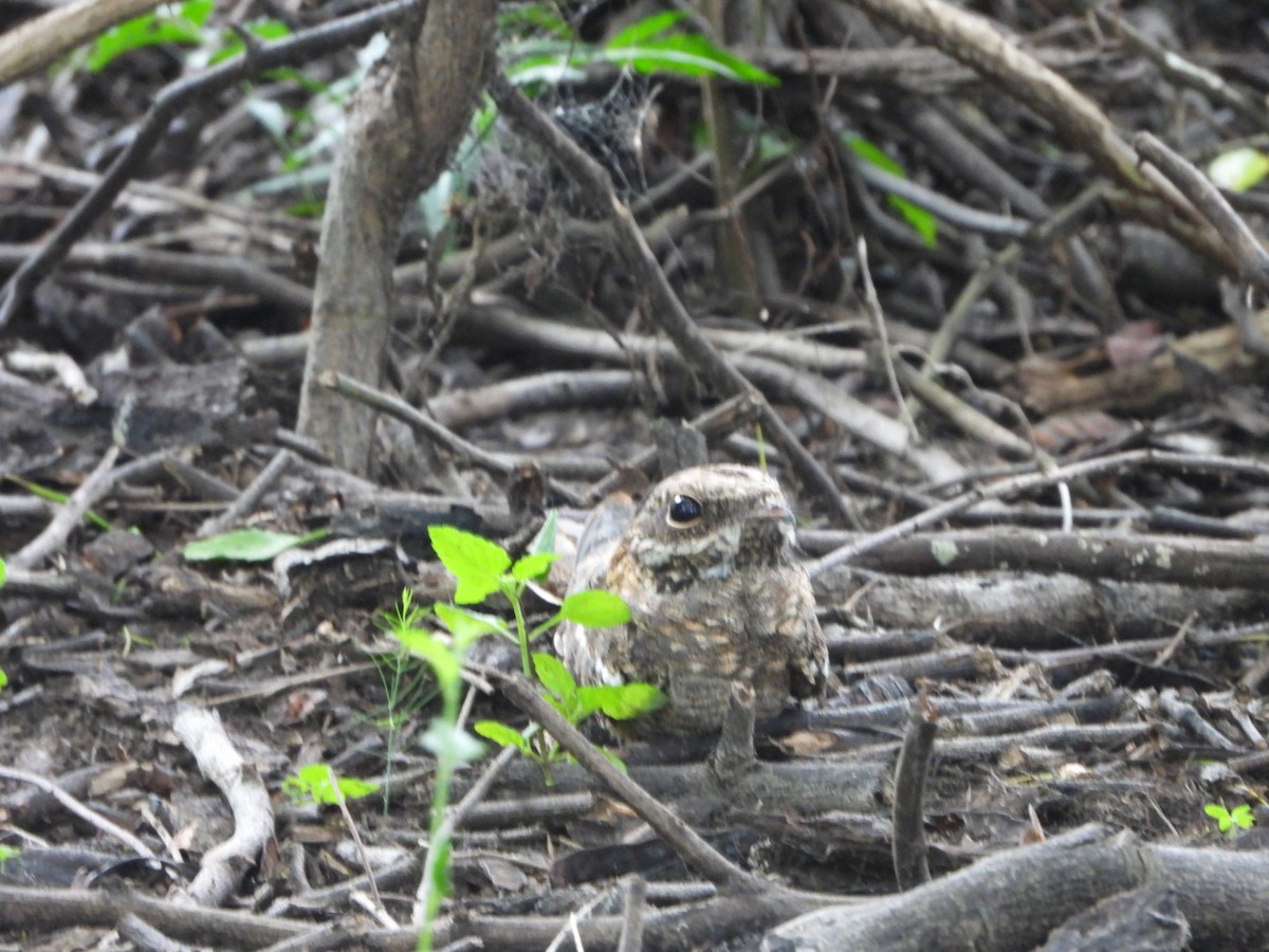 Slender-tailed Nightjar - ML456437391