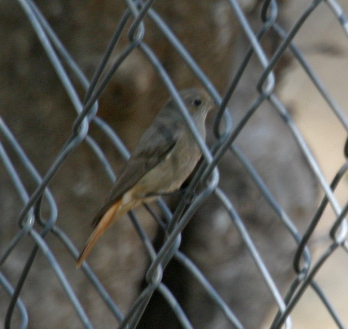 Black Redstart - ML45643771