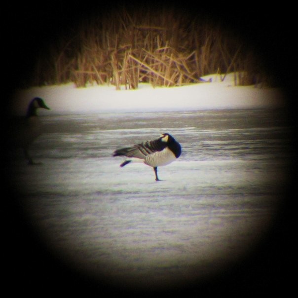 Barnacle Goose - ML45643791