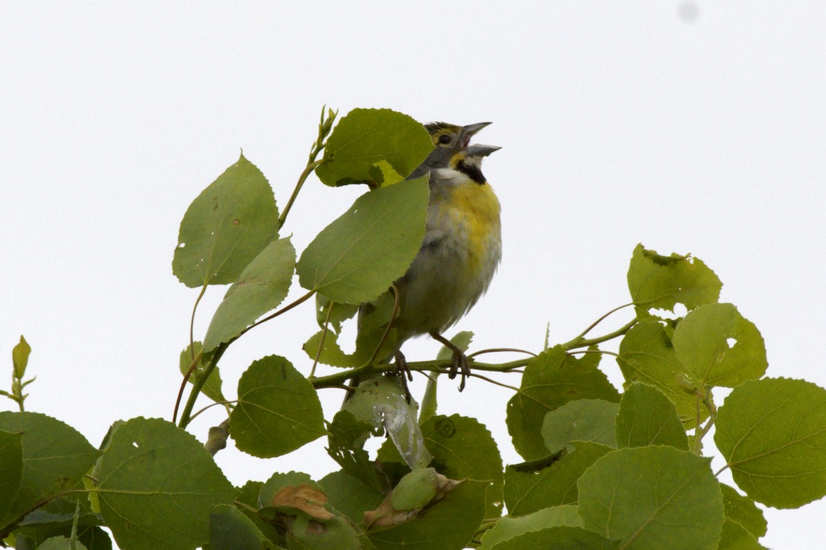 Dickcissel - ML456437951