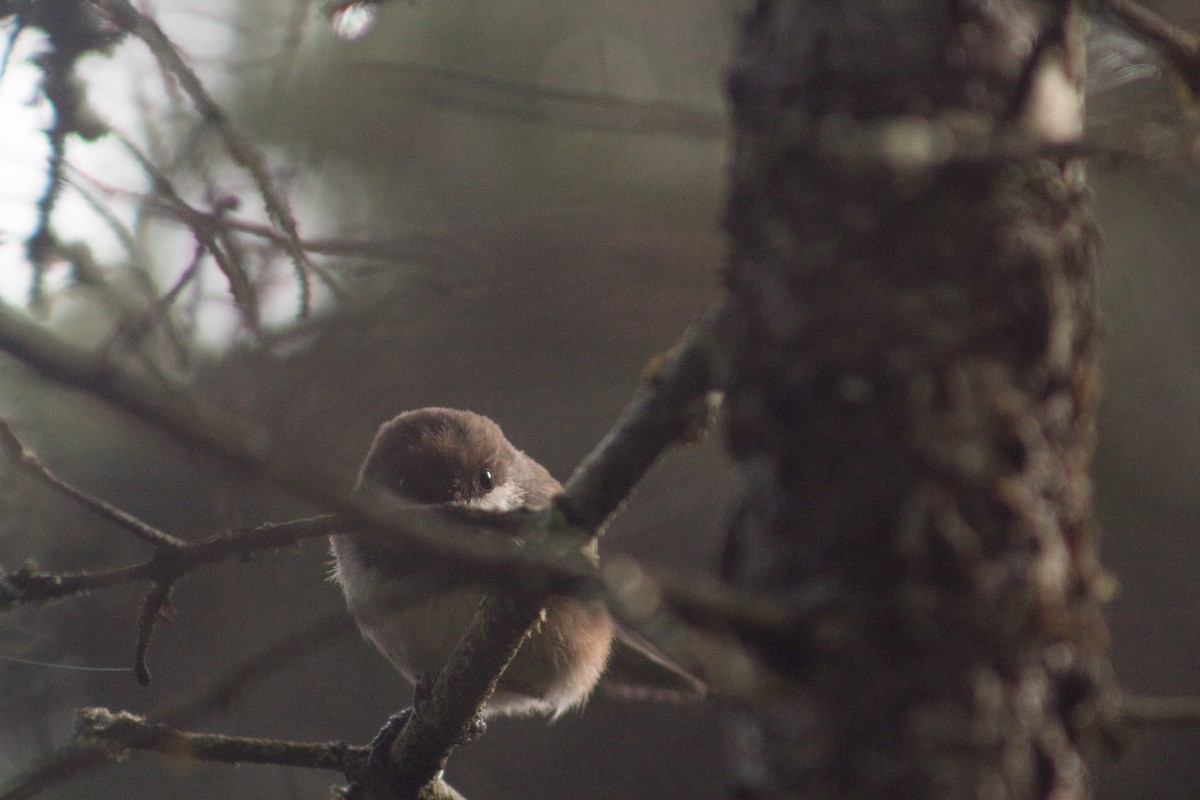 Boreal Chickadee - ML456438891