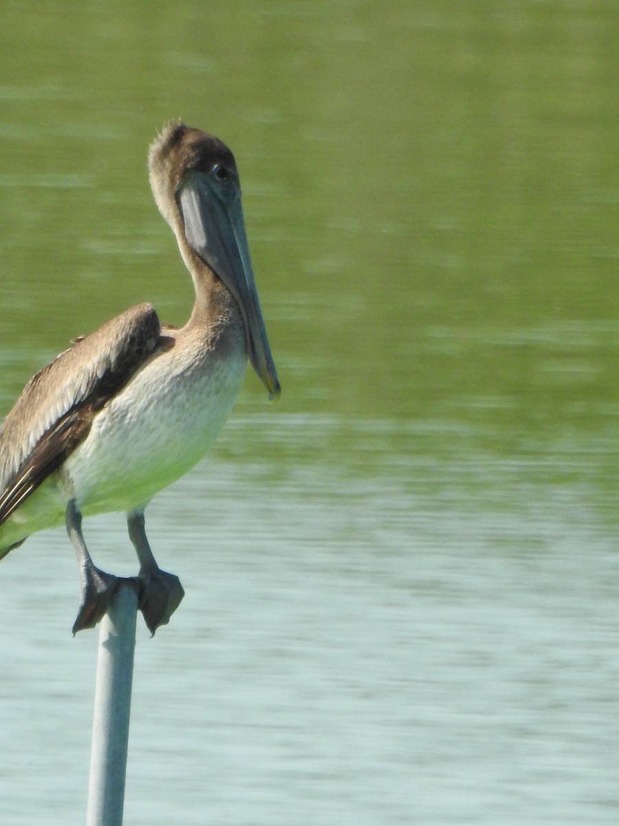 Brown Pelican - ML456439371