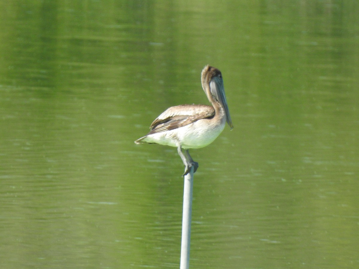 Brown Pelican - ML456439401