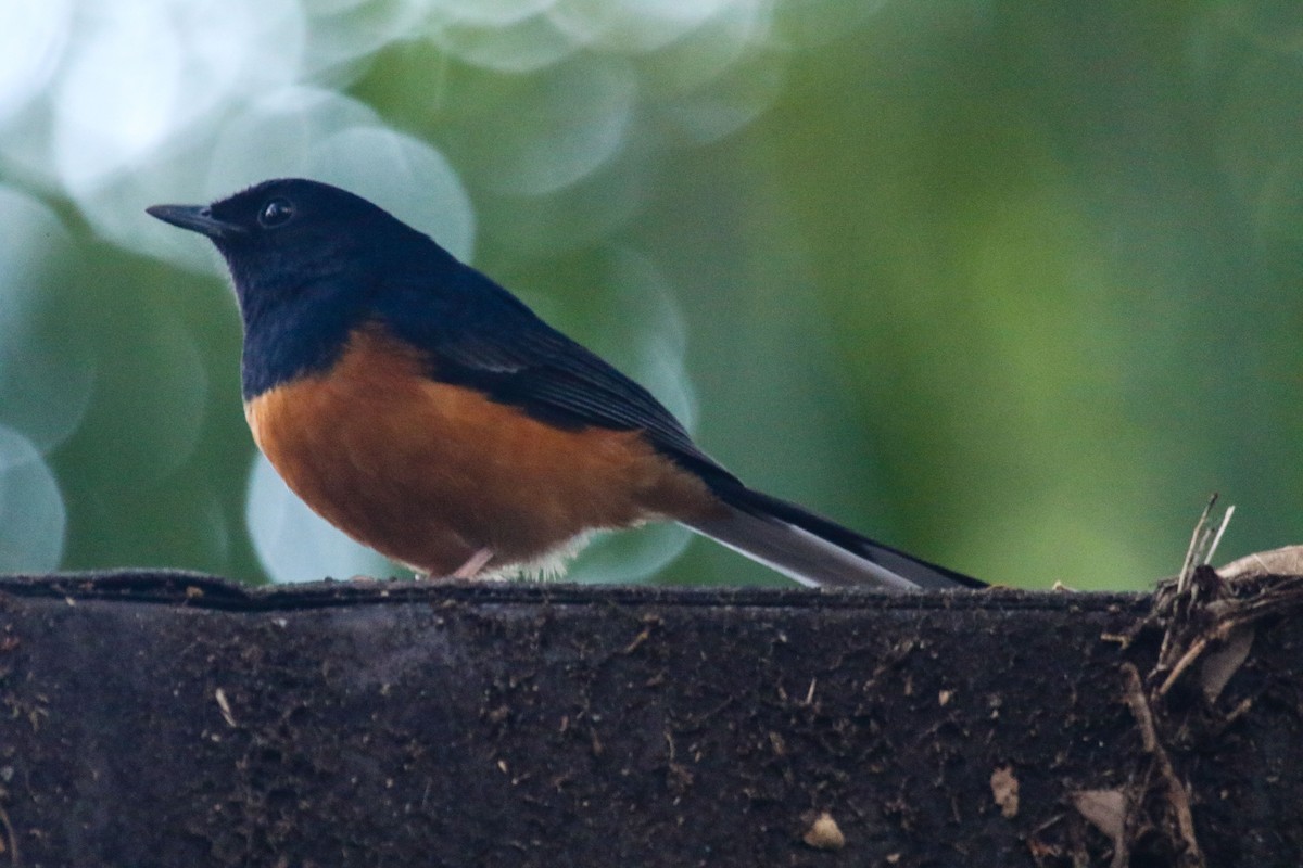 White-rumped Shama - ML45644071