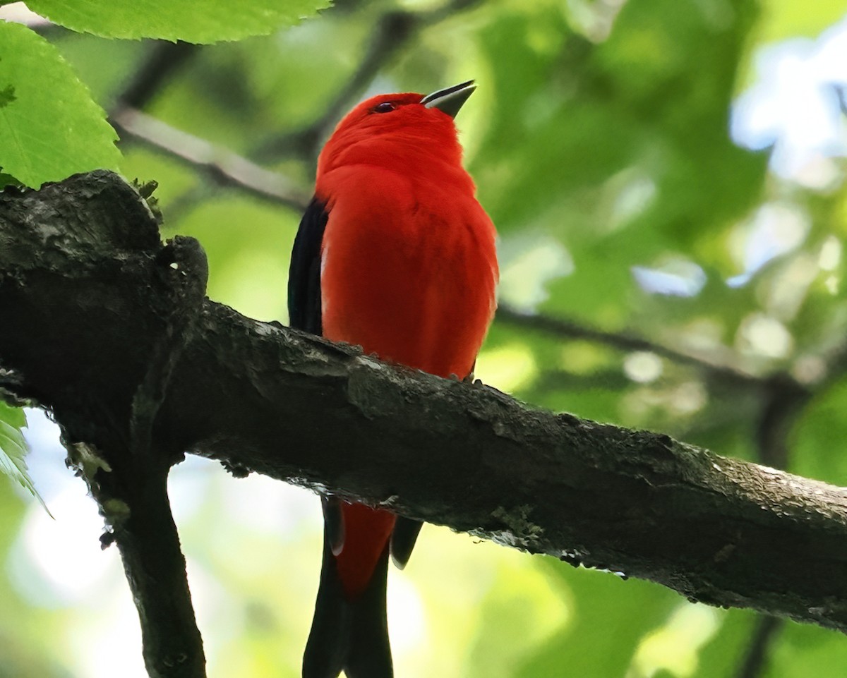 Scarlet Tanager - ML456441211