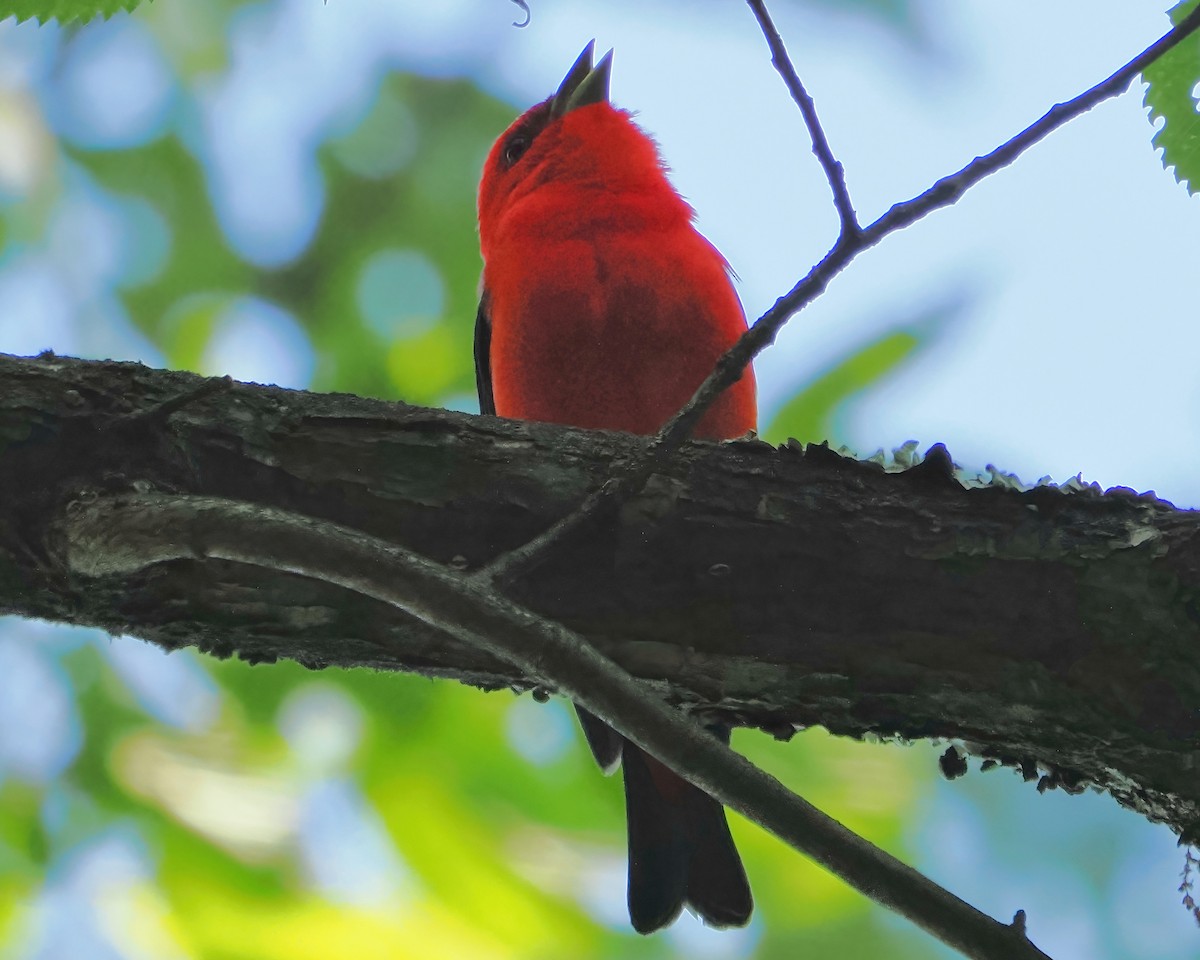 Scarlet Tanager - ML456441341