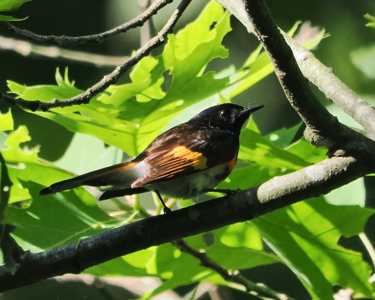 American Redstart - ML456441771