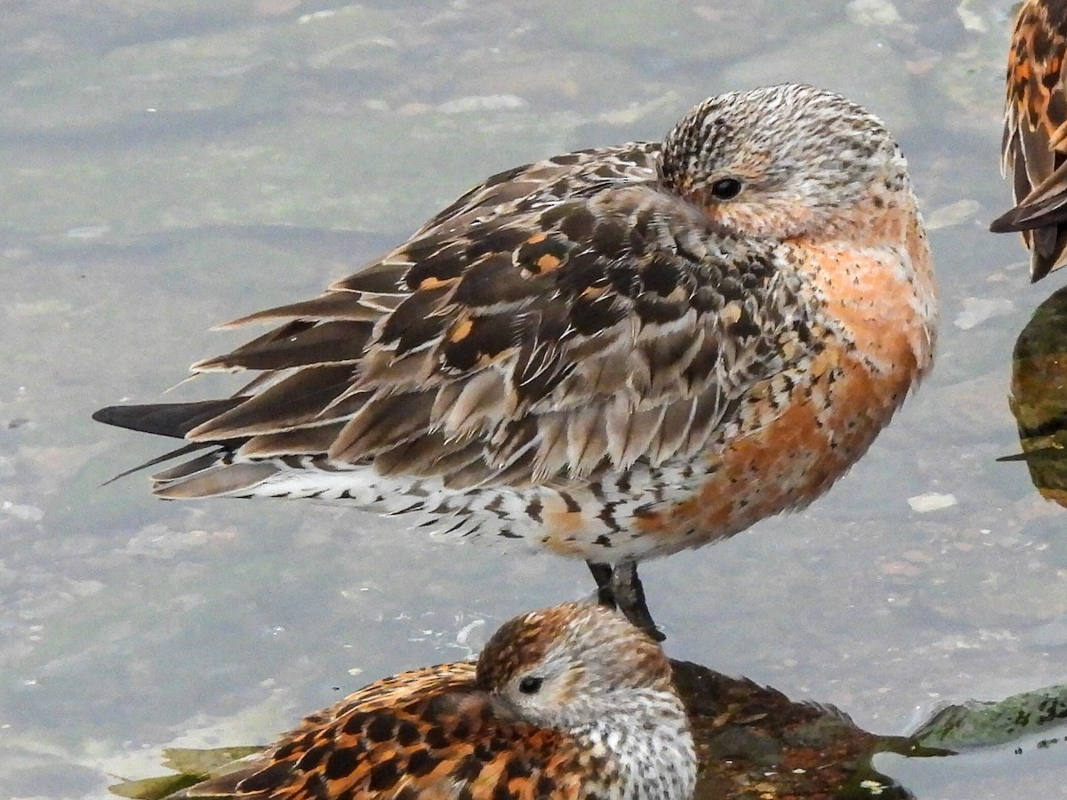 Red Knot - José Ramón Martínez