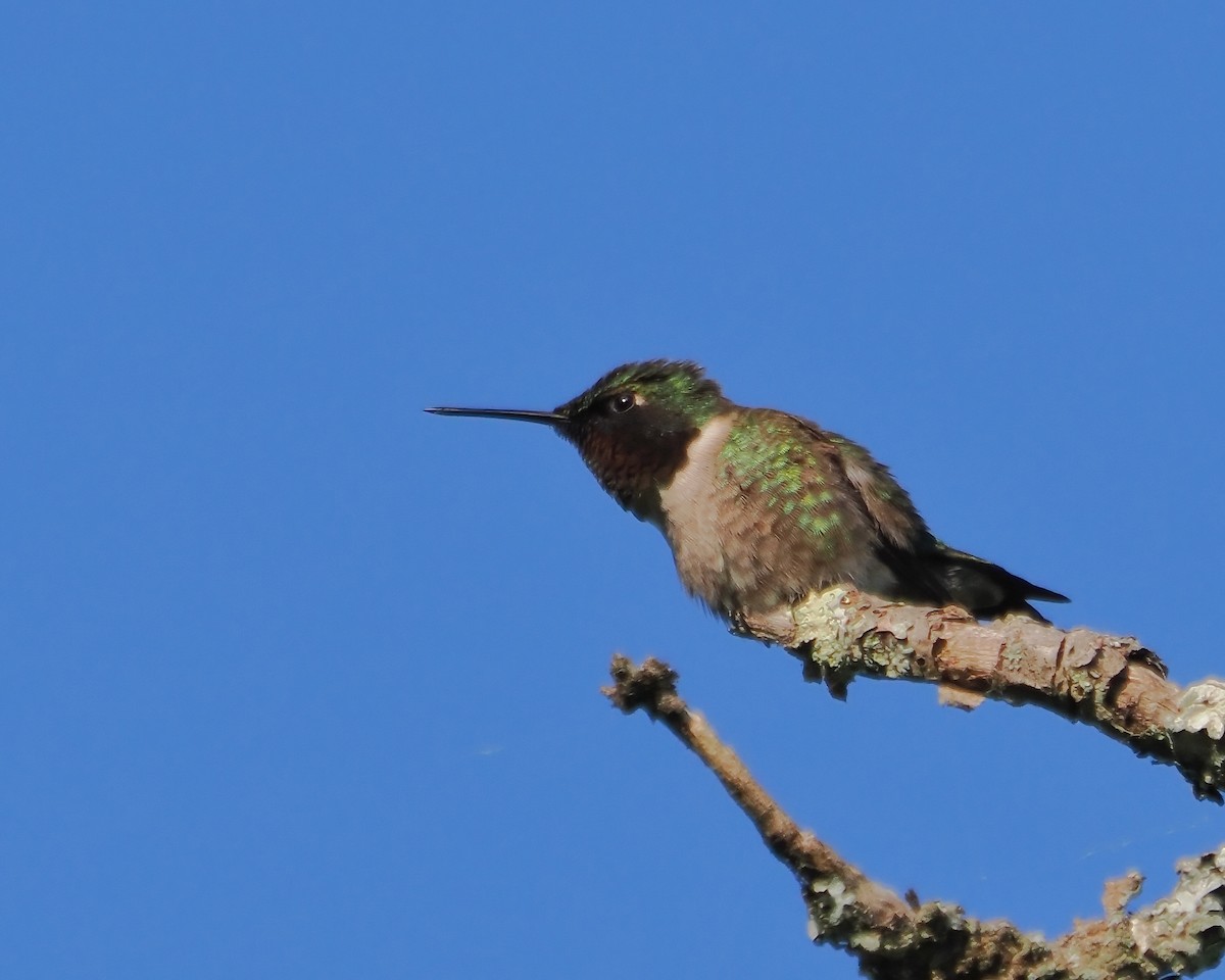 Ruby-throated Hummingbird - ML456443141