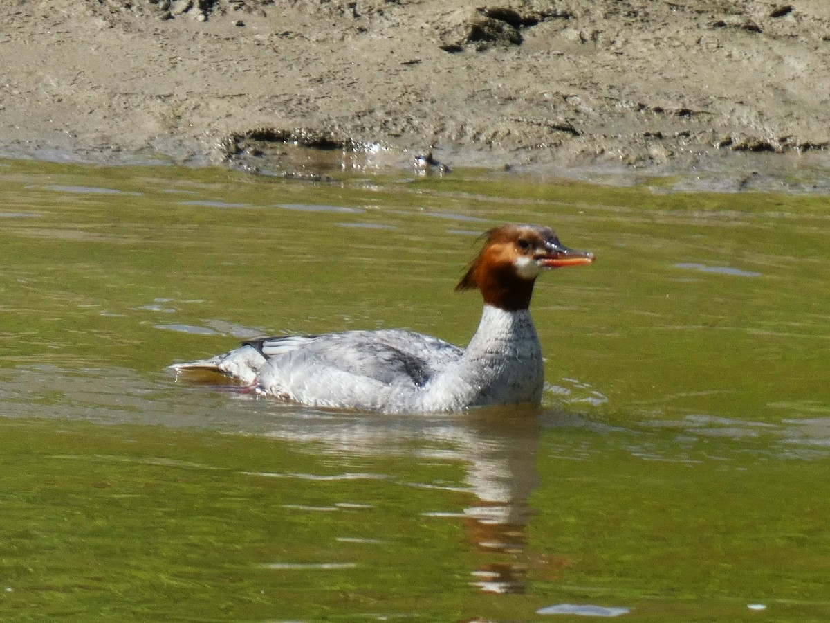 Gänsesäger - ML456445121