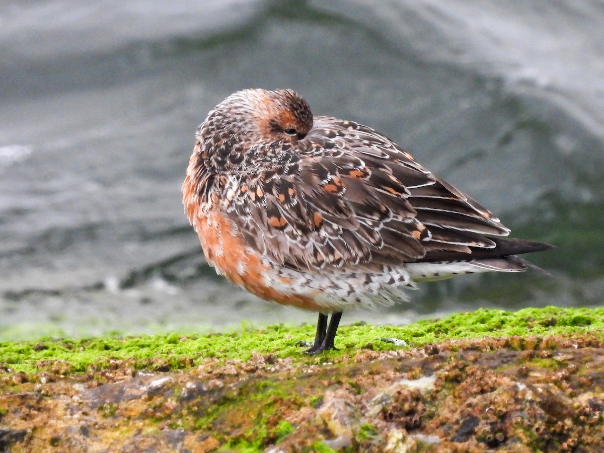 Red Knot - José Ramón Martínez