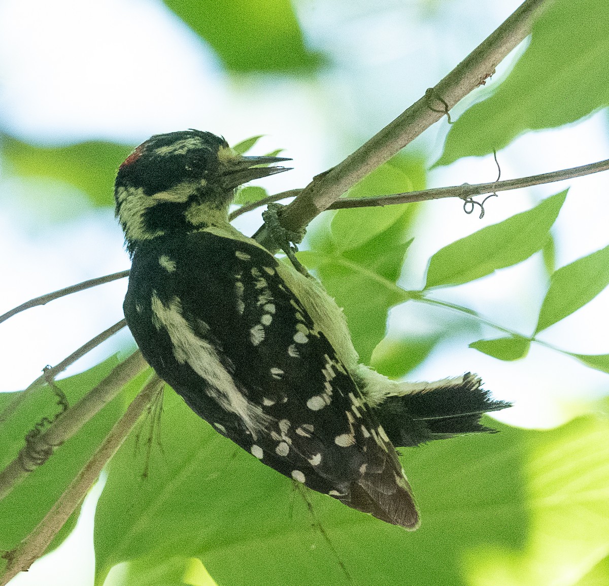 Hairy Woodpecker - Joe Donahue