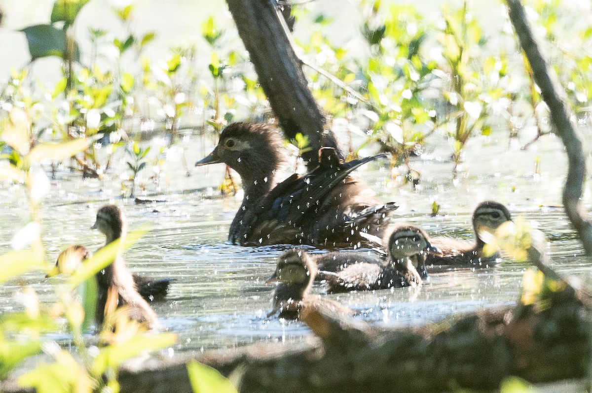 Wood Duck - ML456447201