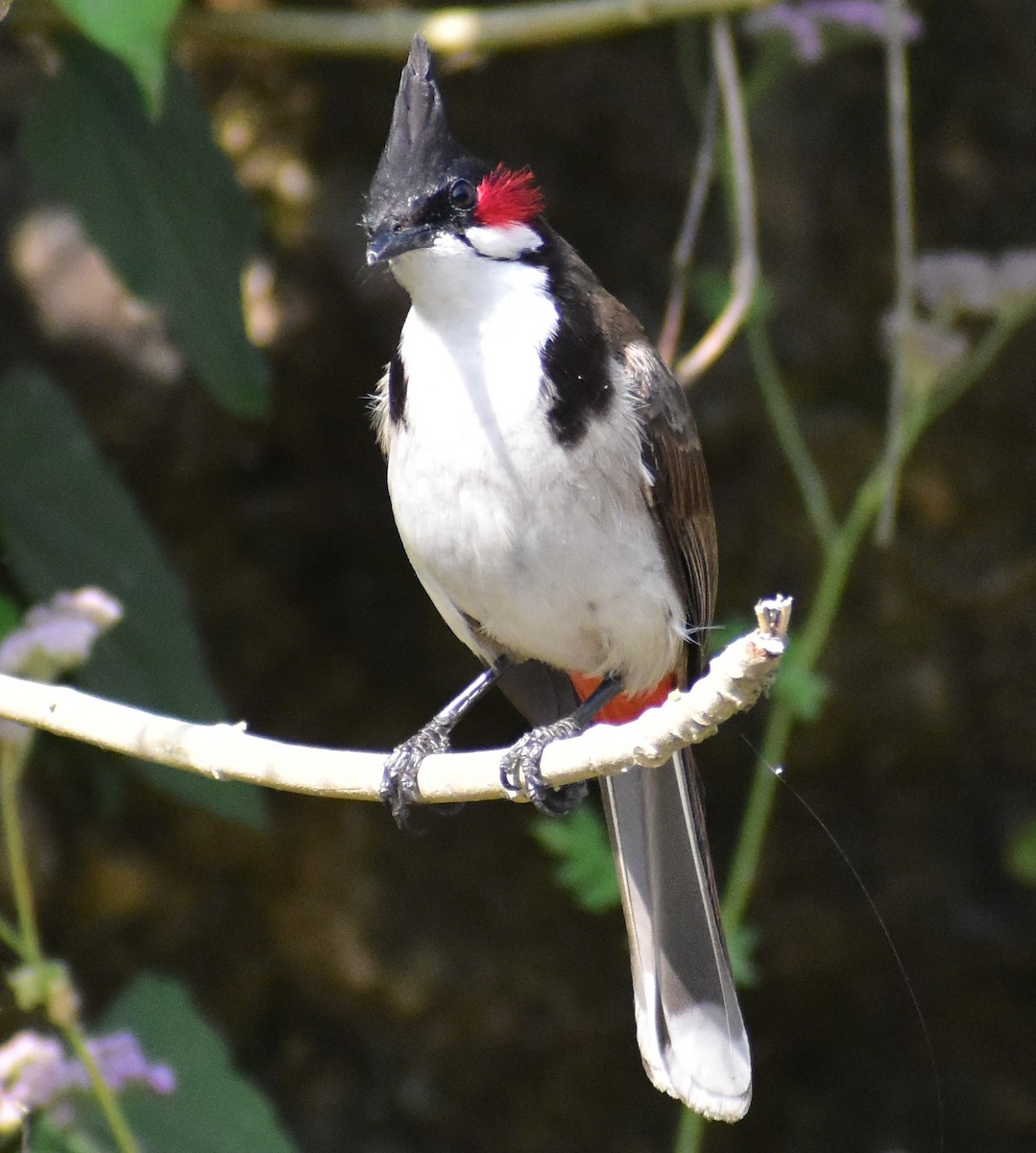 Red-whiskered Bulbul - ML456448031