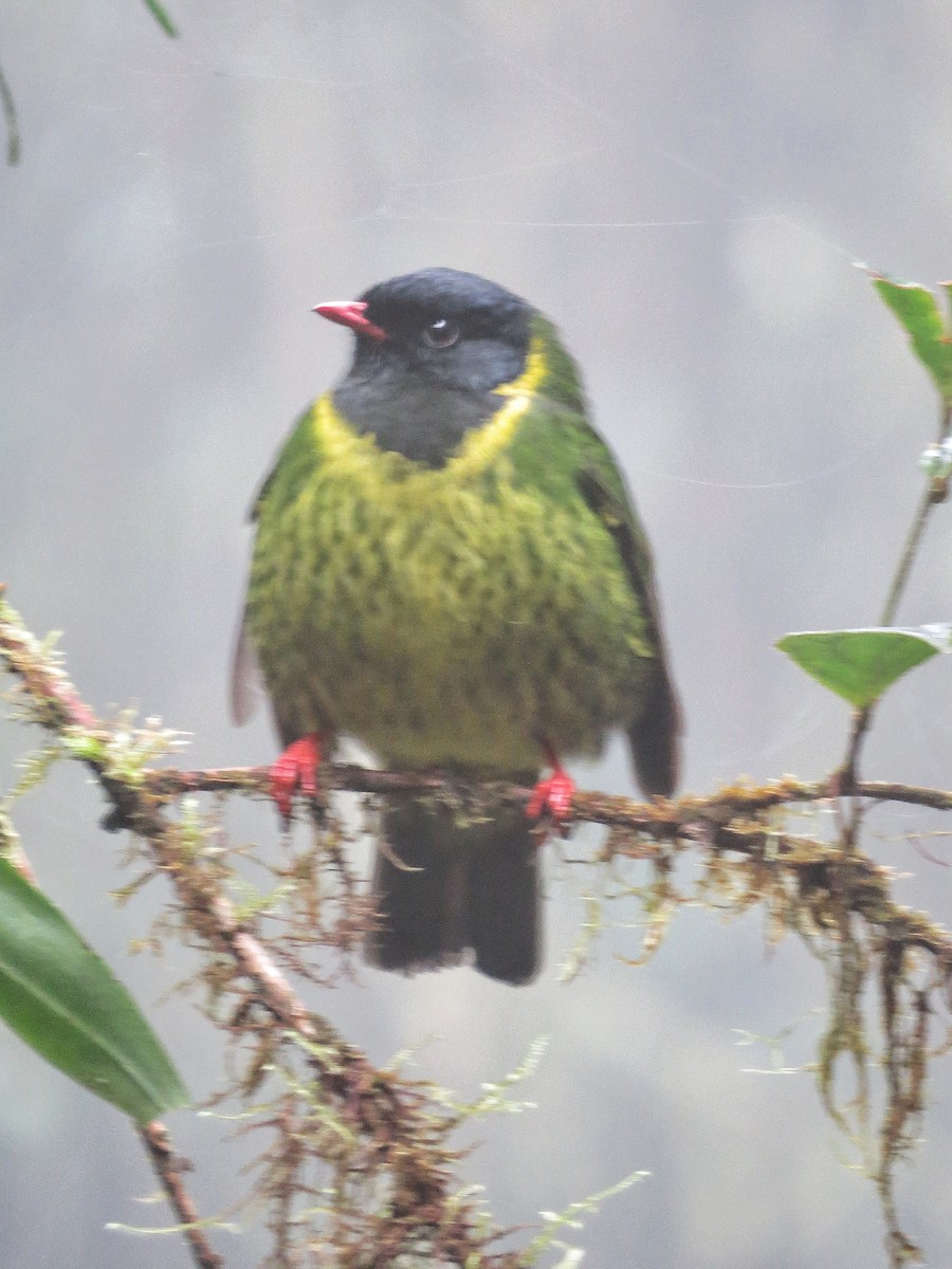 Green-and-black Fruiteater - Kevin Hannah