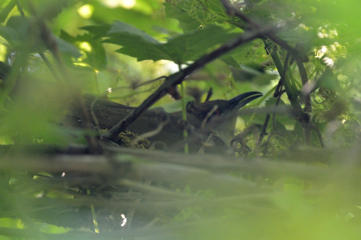 Black-billed Cuckoo - ML456450831