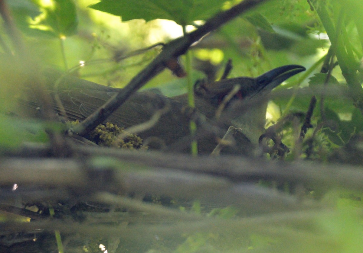 Black-billed Cuckoo - ML456451281