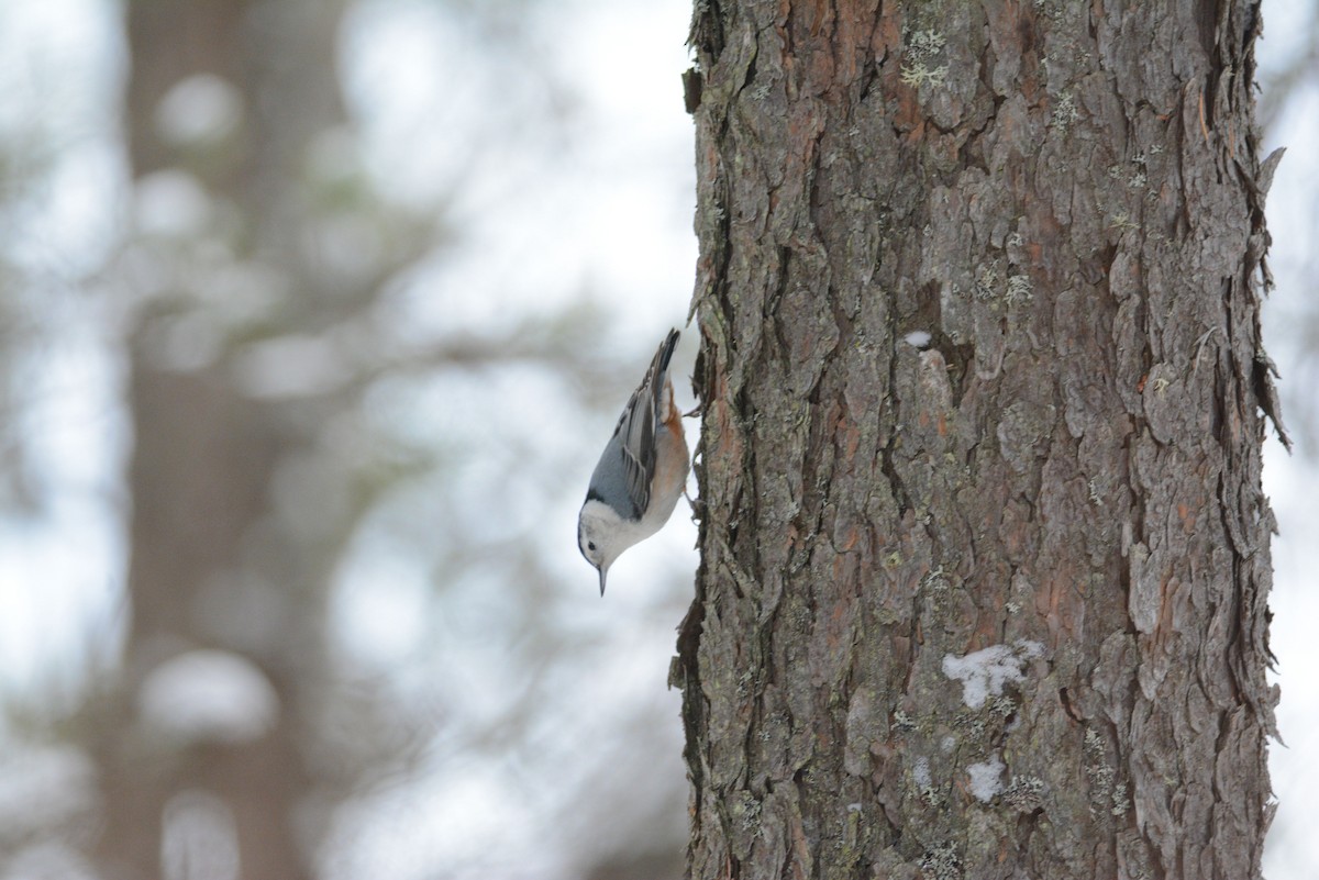 White-breasted Nuthatch - ML45645231