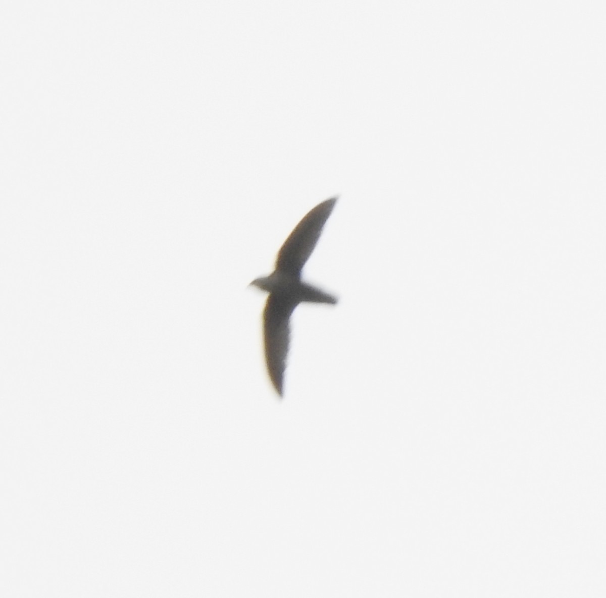 Chimney Swift - alan murray