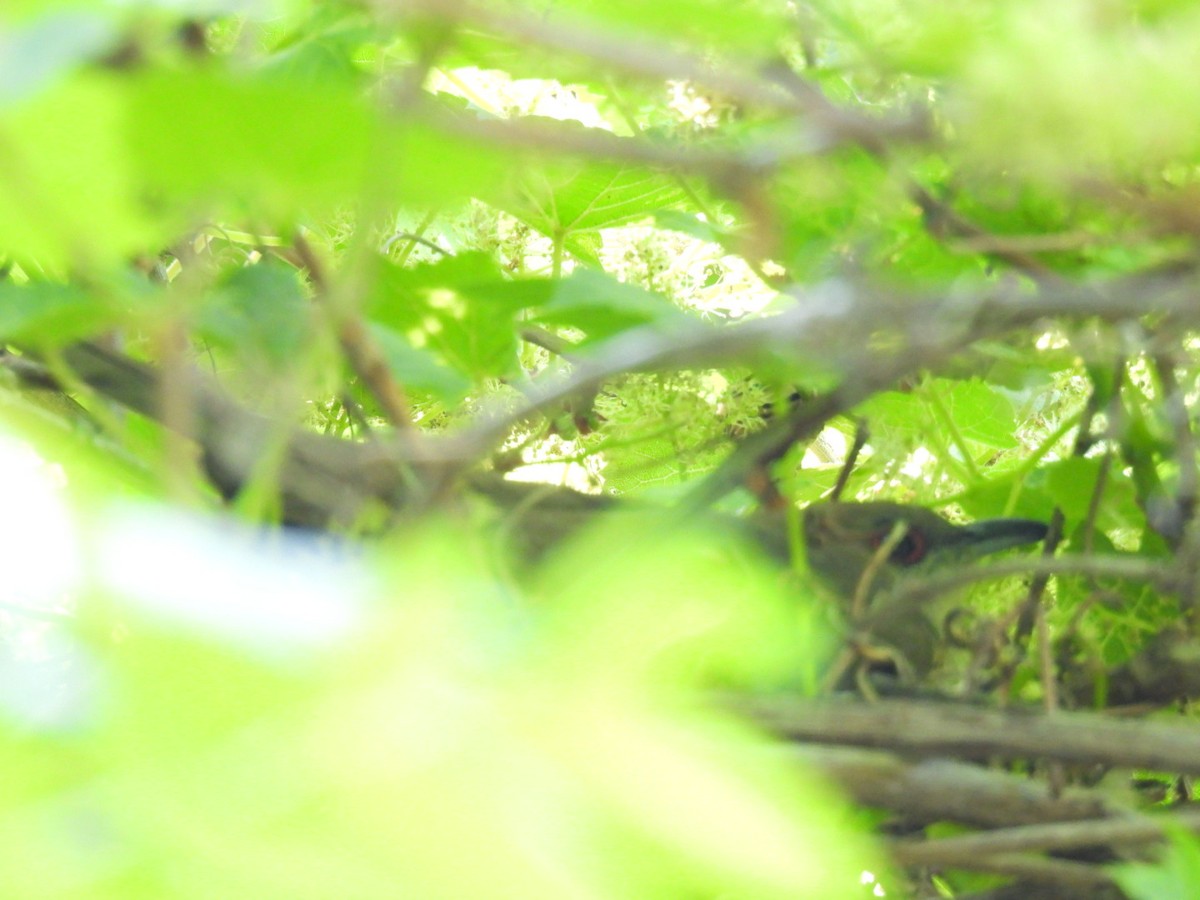 Black-billed Cuckoo - ML456453991