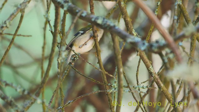 Madeira Firecrest - ML456454781