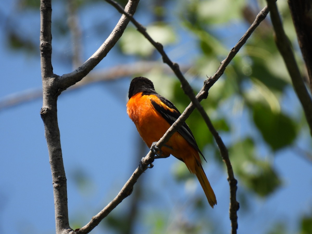 Baltimore Oriole - ML456455041