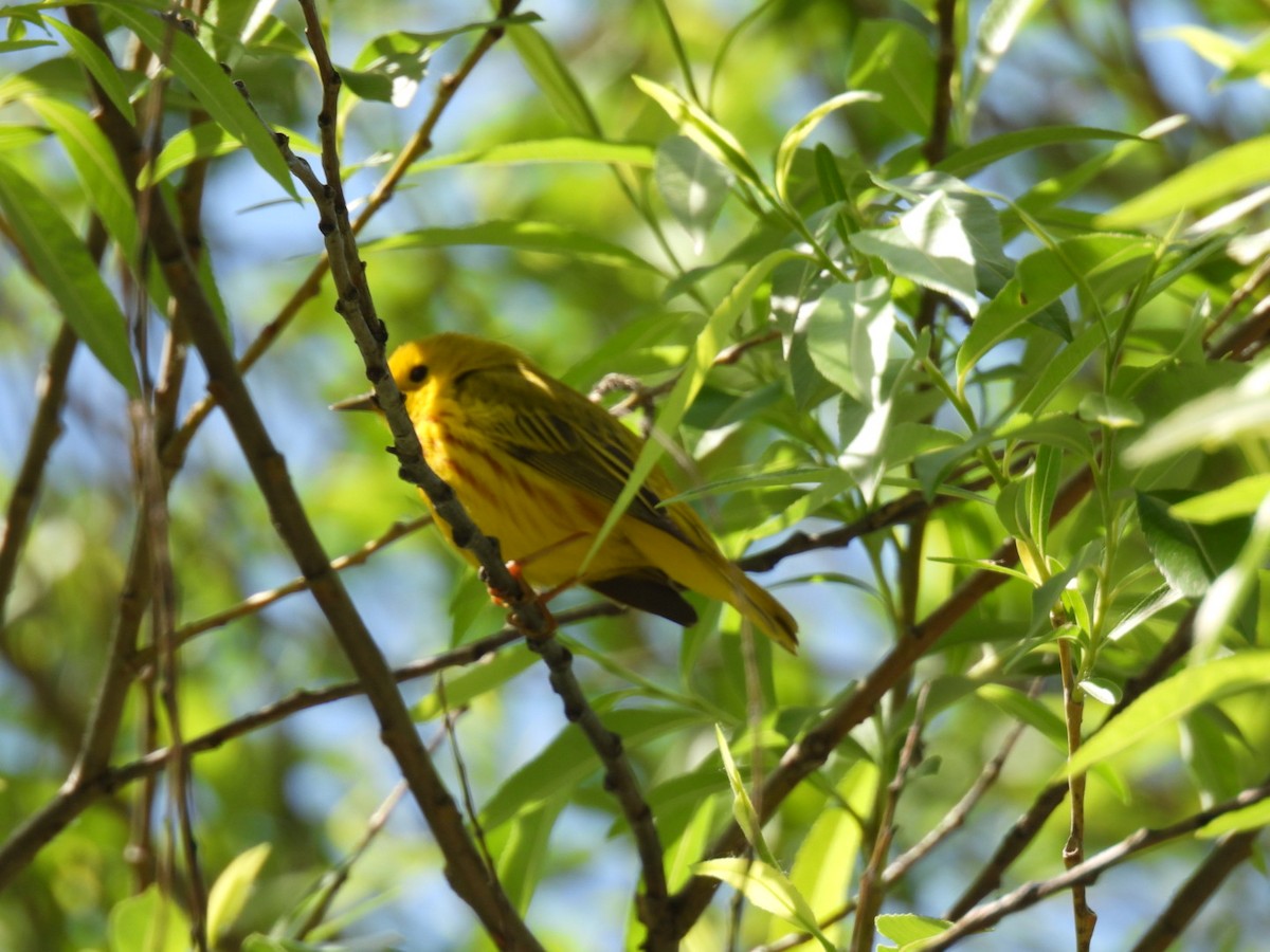 Yellow Warbler - ML456455181