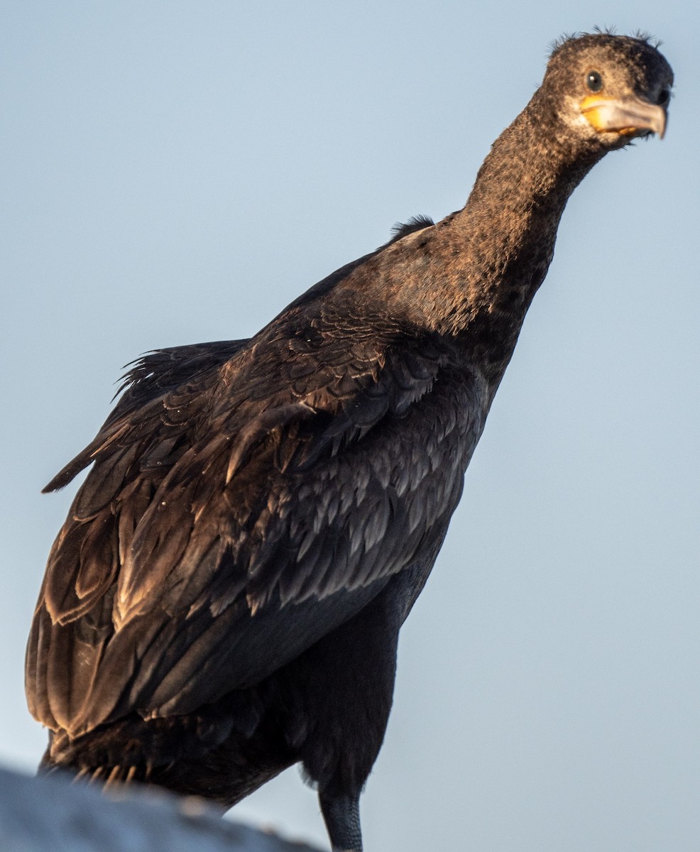 Cape Cormorant - Tom Moore