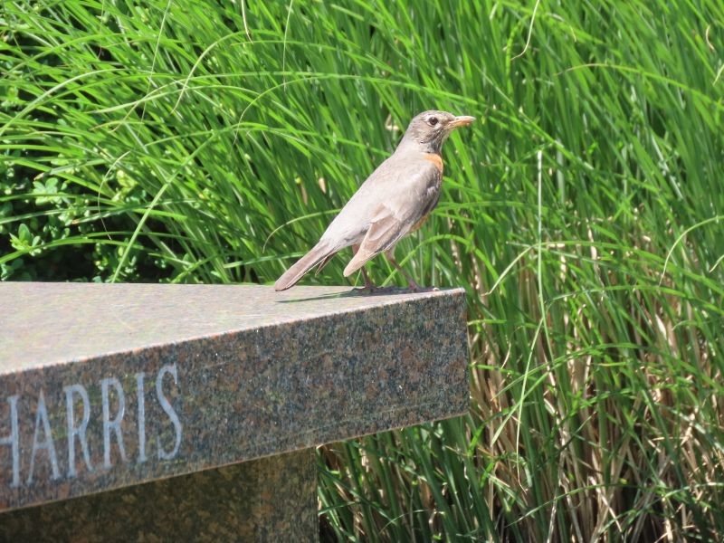 American Robin - ML456456641