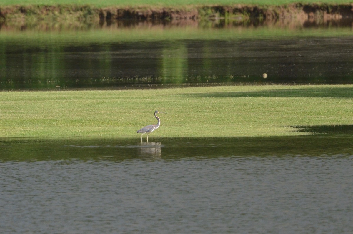 Tricolored Heron - ML456457371