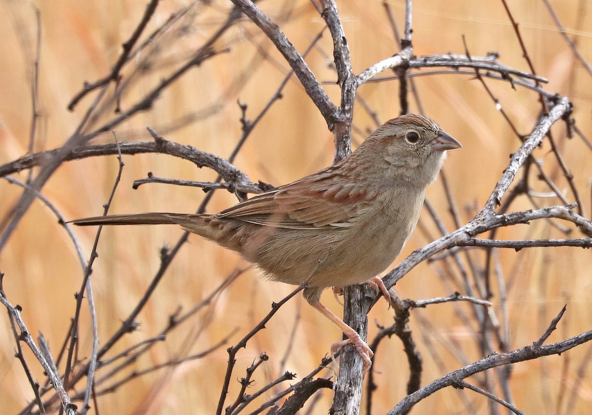 Botteri's Sparrow - ML45645741