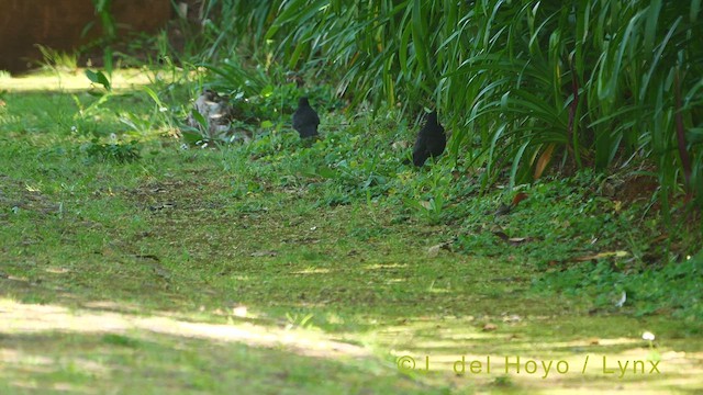 Eurasian Blackbird - ML456458251