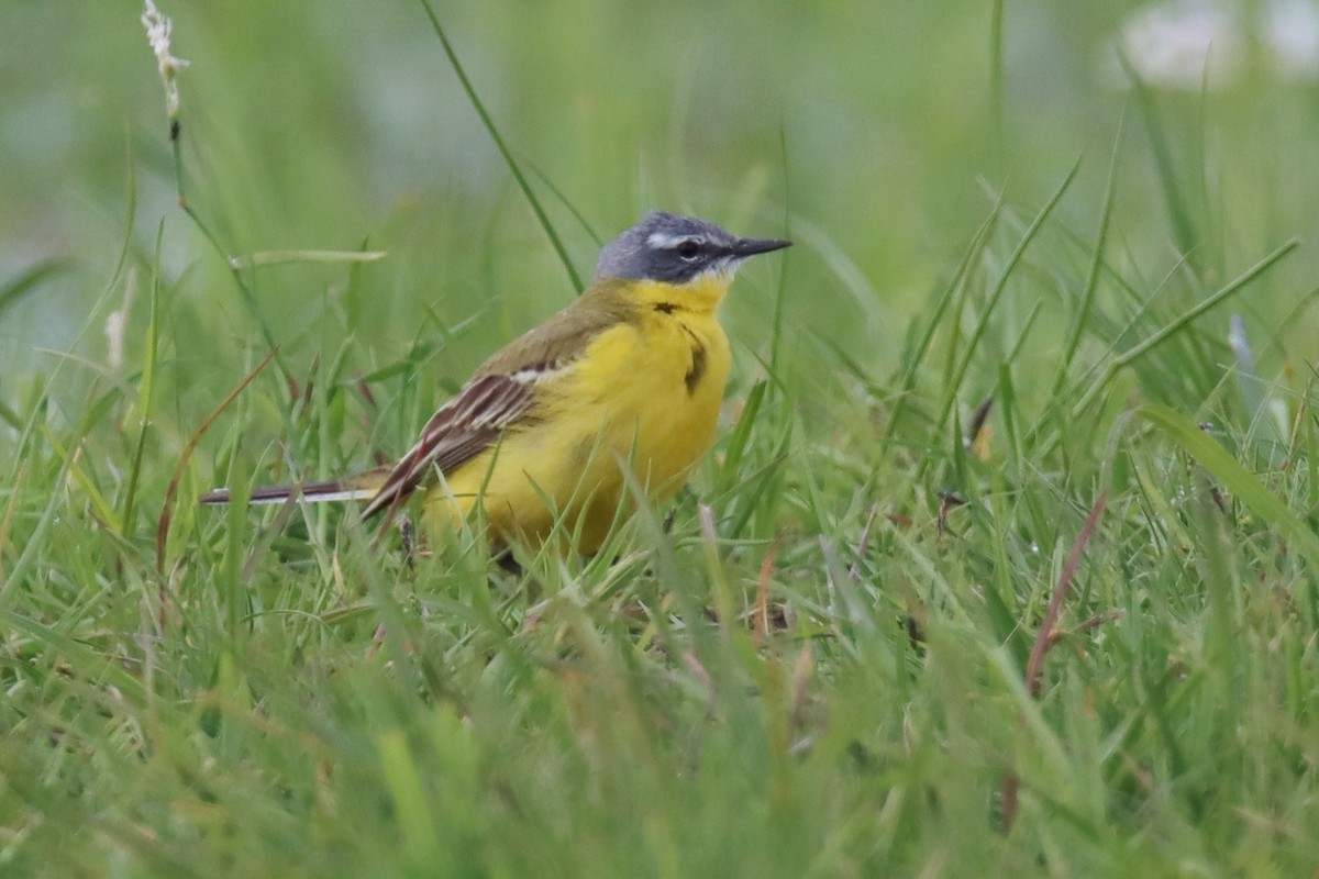 Western Yellow Wagtail - ML456458991