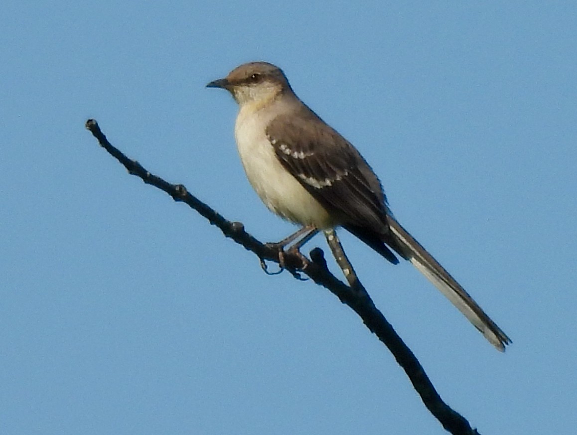 Northern Mockingbird - ML456460161