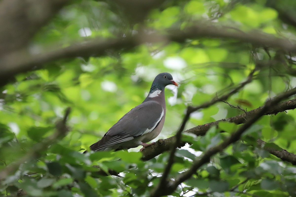 Common Wood-Pigeon - ML456460961