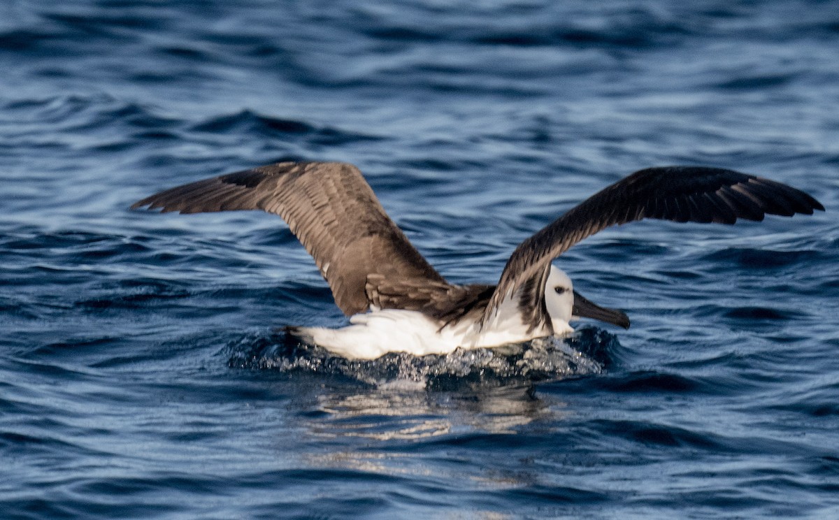 Indian Yellow-nosed Albatross - ML456461451