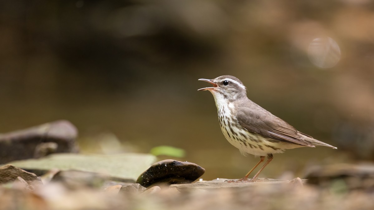 Reinita Charquera de Luisiana - ML456461891