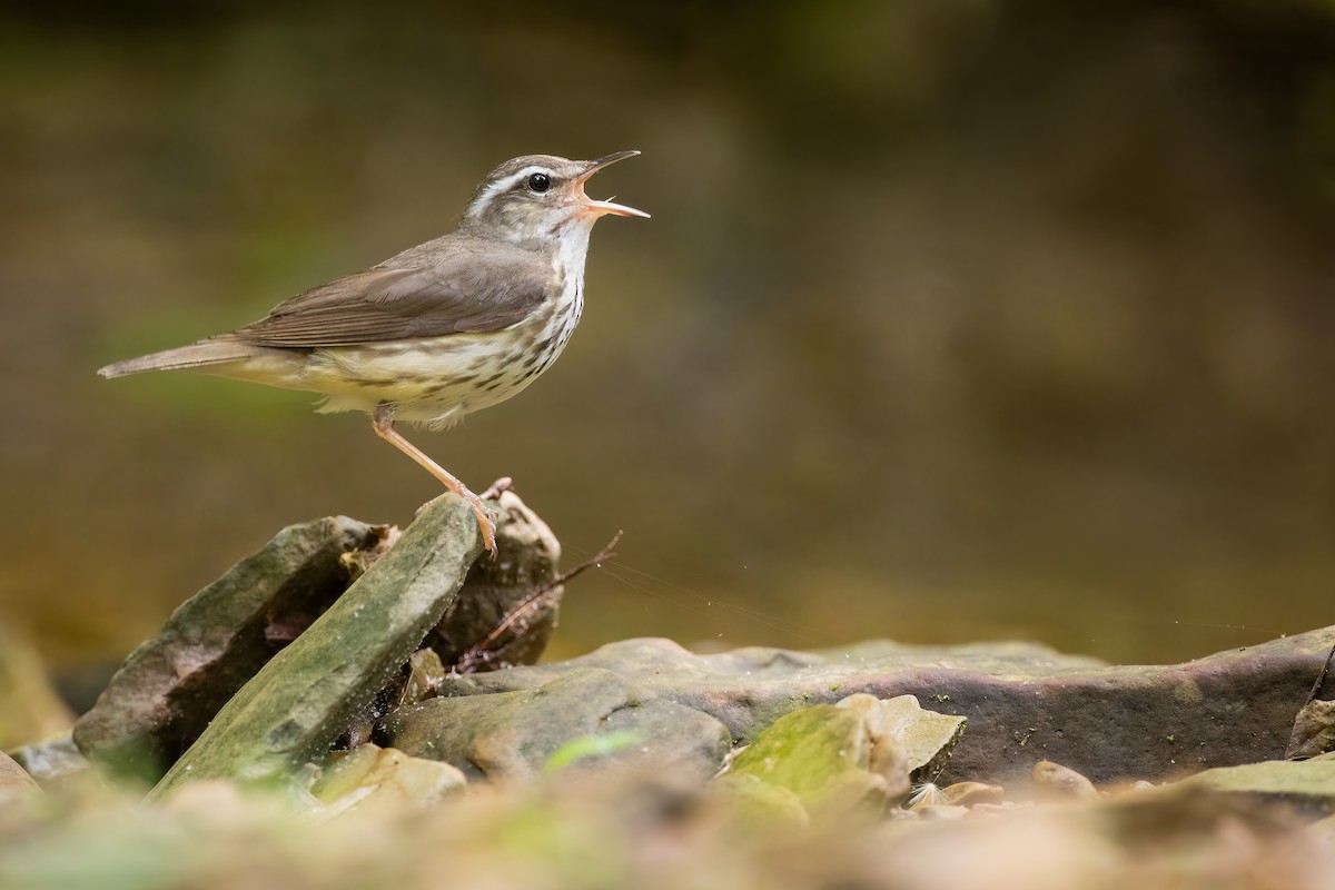 Louisiana Waterthrush - ML456461911