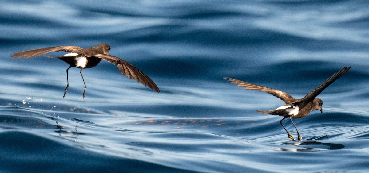 Wilson's Storm-Petrel - ML456462201