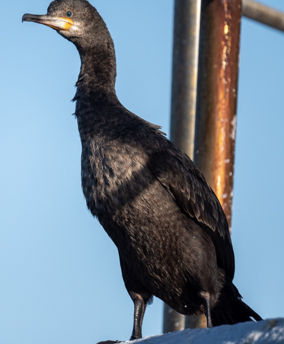 Cape Cormorant - ML456462491