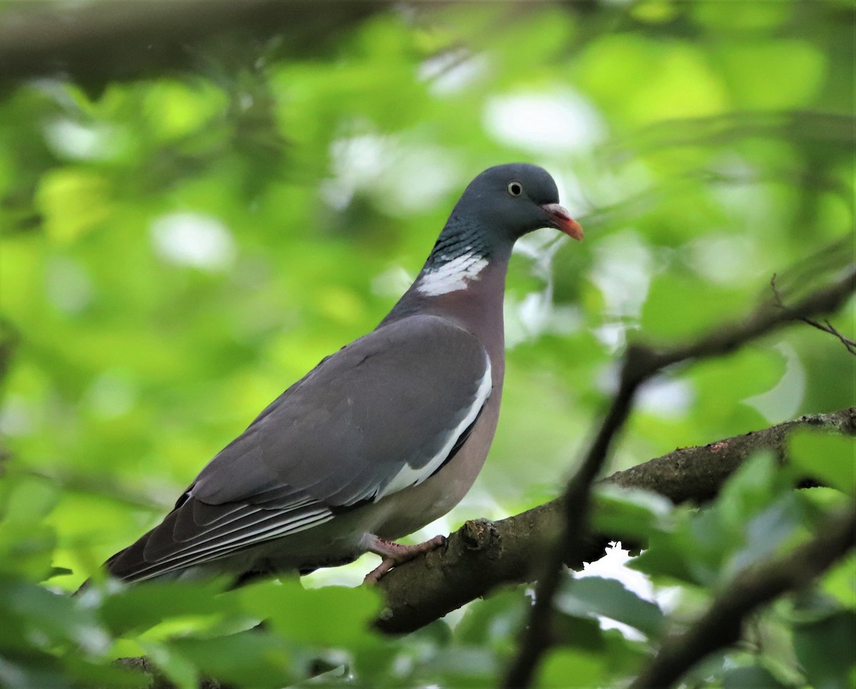 Common Wood-Pigeon - ML456462731