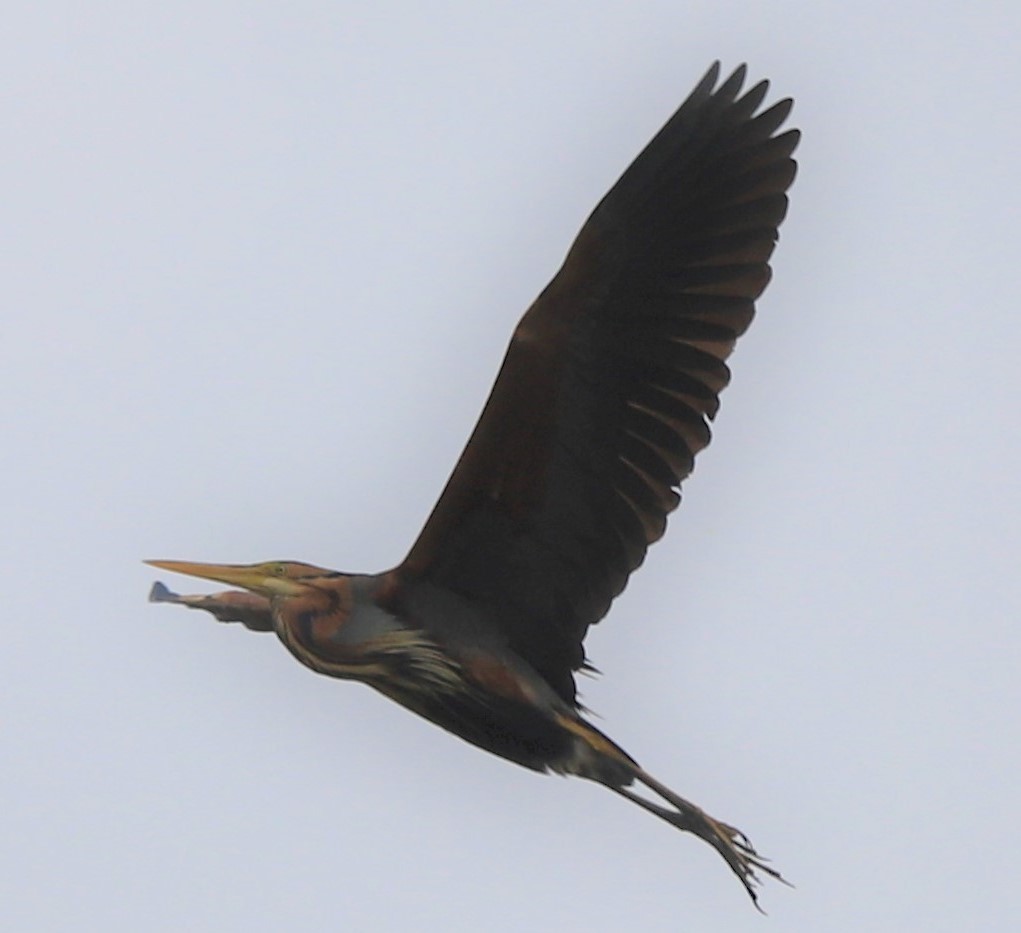 Purple Heron - ML456463161