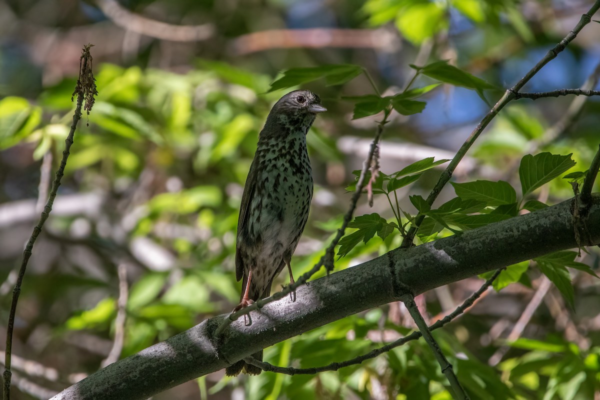 Fox Sparrow - ML456463631