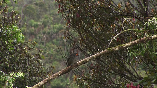 Smoky Honeyeater - ML456465