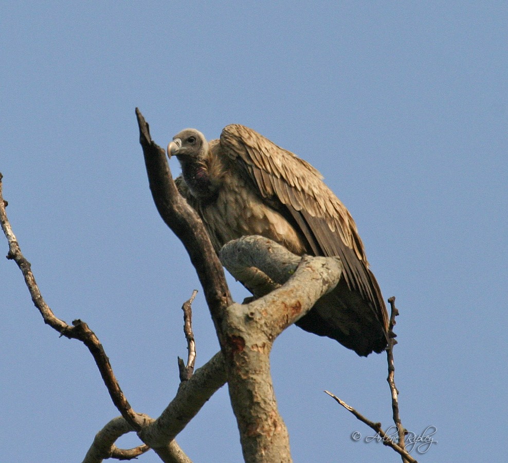 Indian Vulture - Arlene Ripley