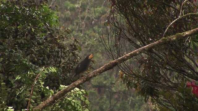 Smoky Honeyeater - ML456466